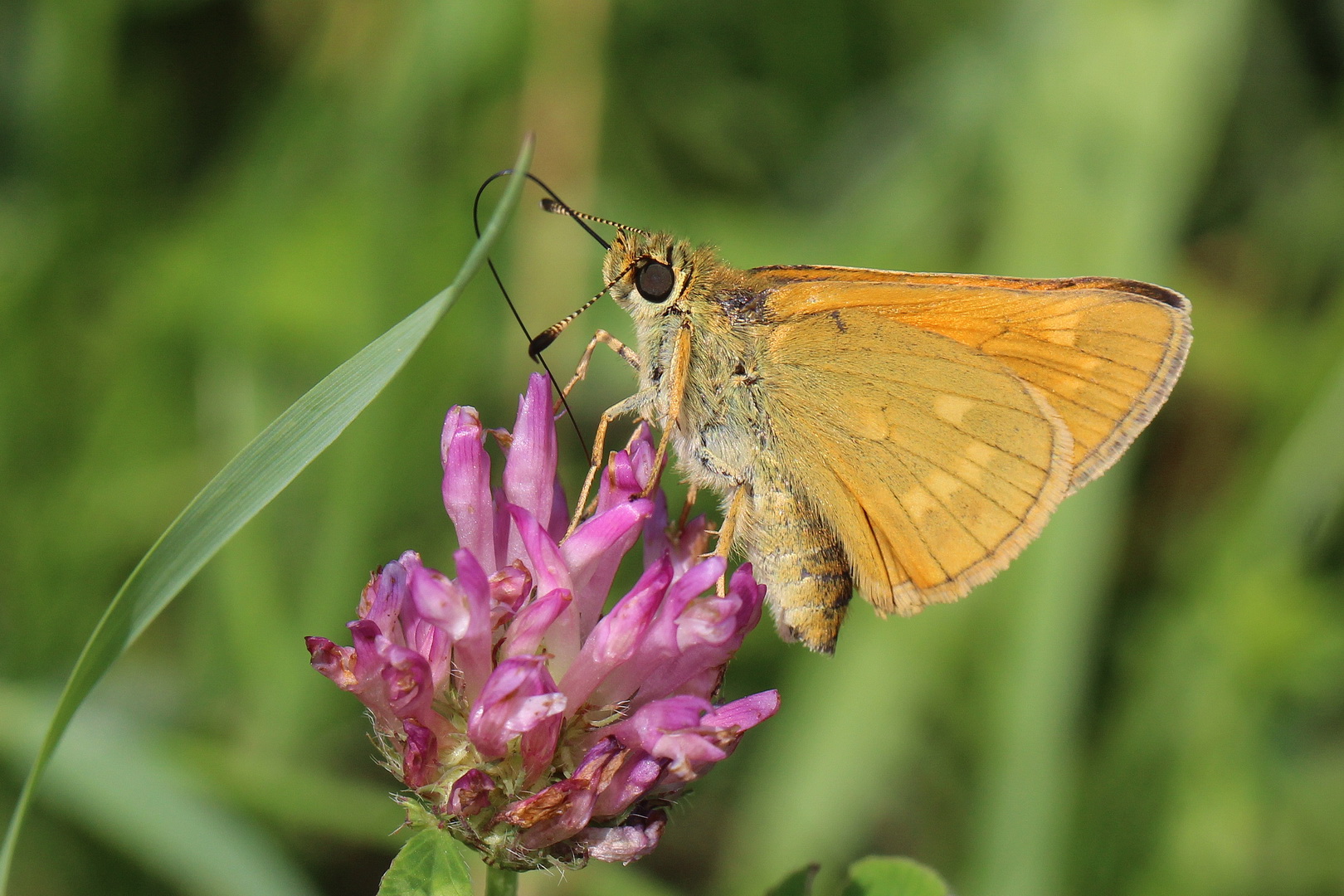 Ochlodes sylvanus