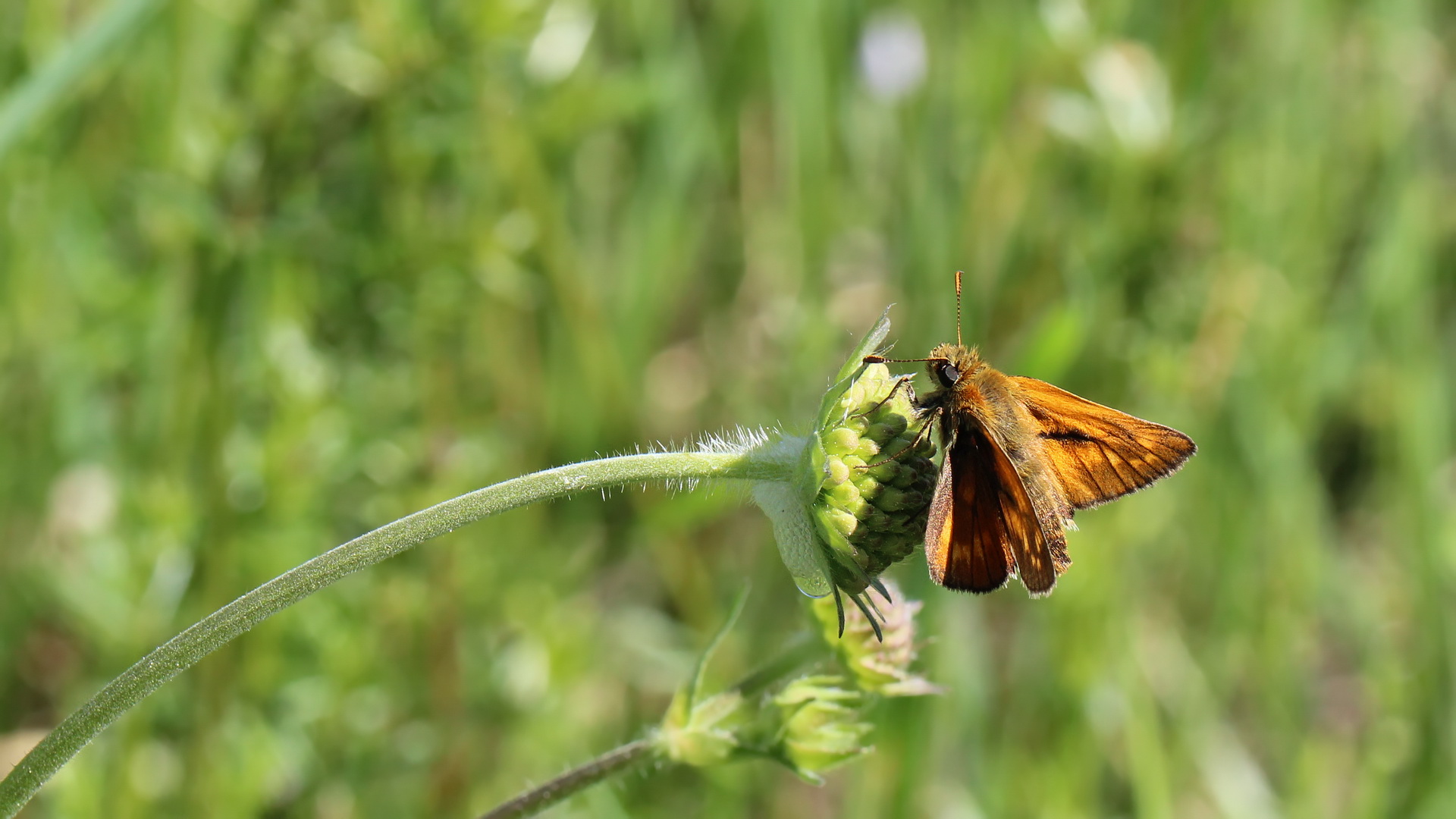 Ochlodes sylvanus