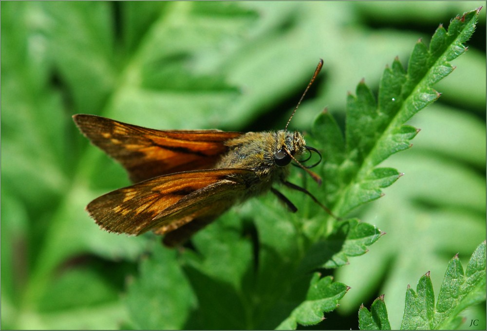 Ochlodes sylvanus