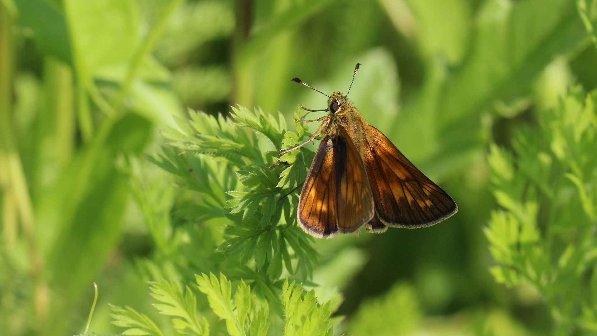 Ochlodes sylvanus