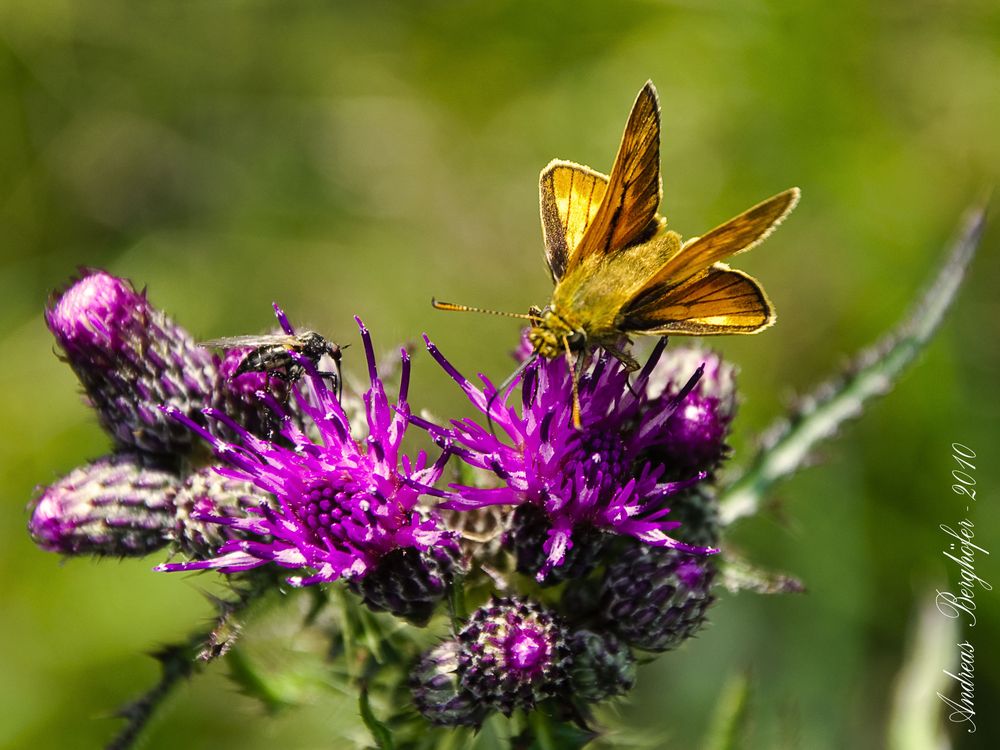 Ochlodes sylvanus