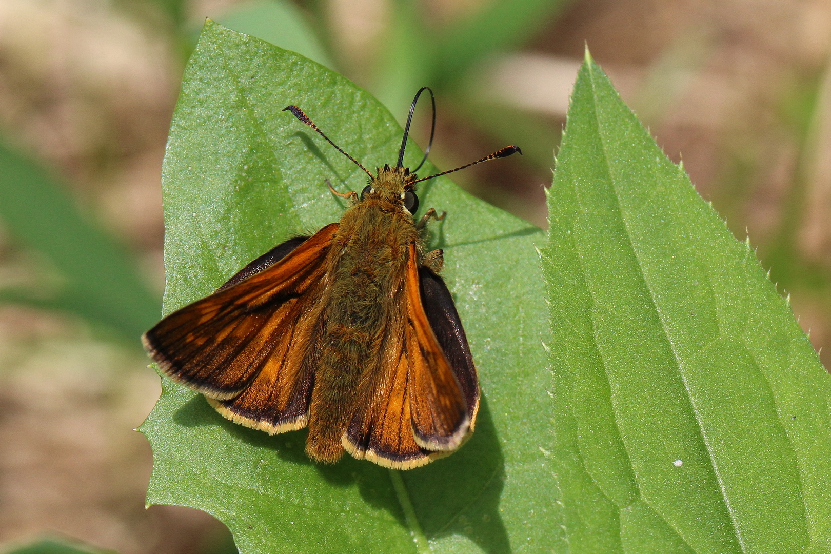 Ochlodes sylvanus