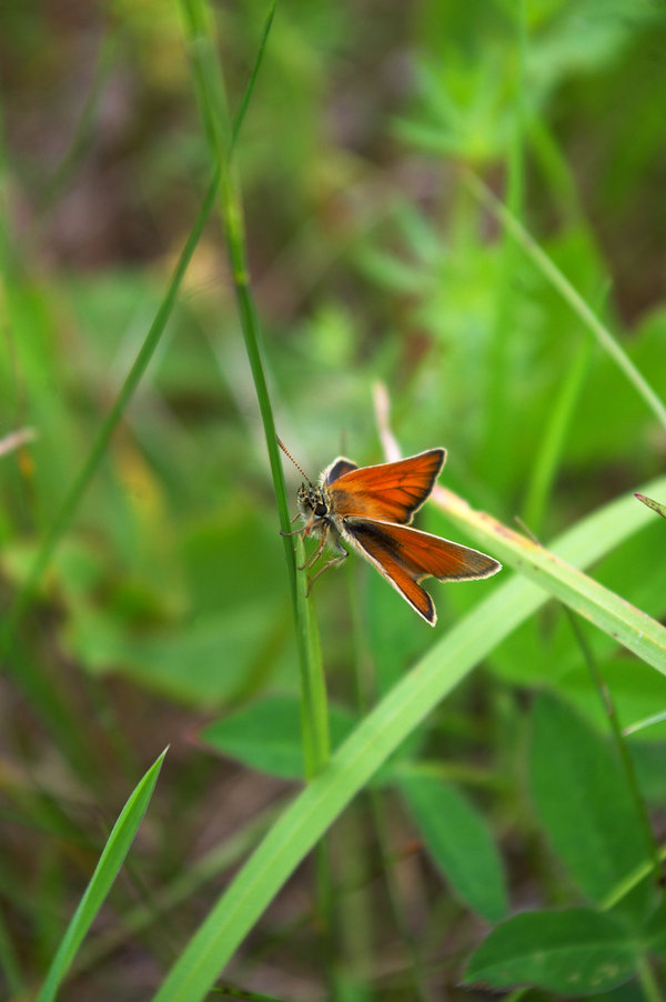 Ochlodes sylvanus