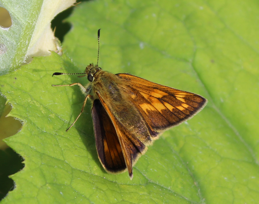 Ochlodes sylvanus-  Der Rostfarbiger Dickkopffalter