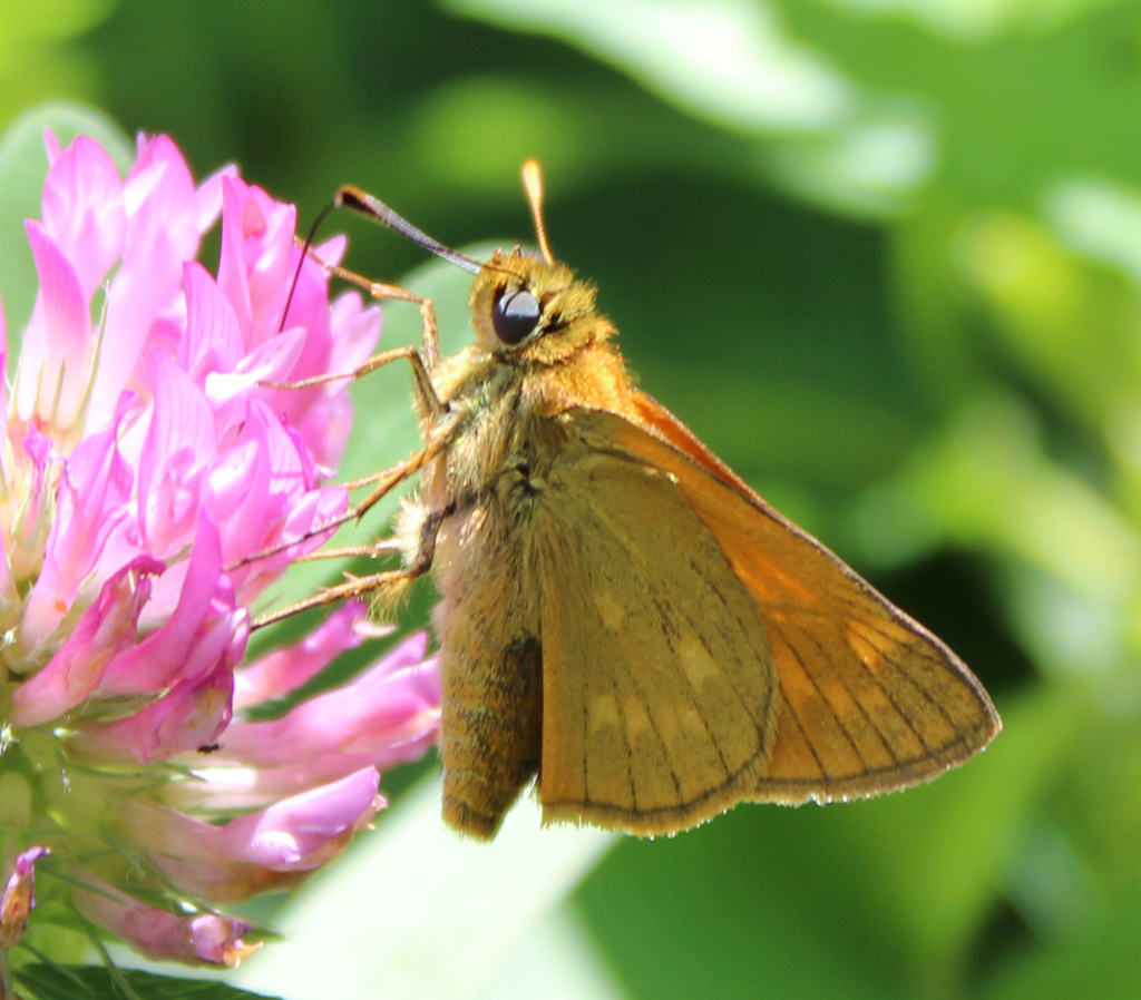  Ochlodes sylvanus- rostbrauner Dickkopffalter