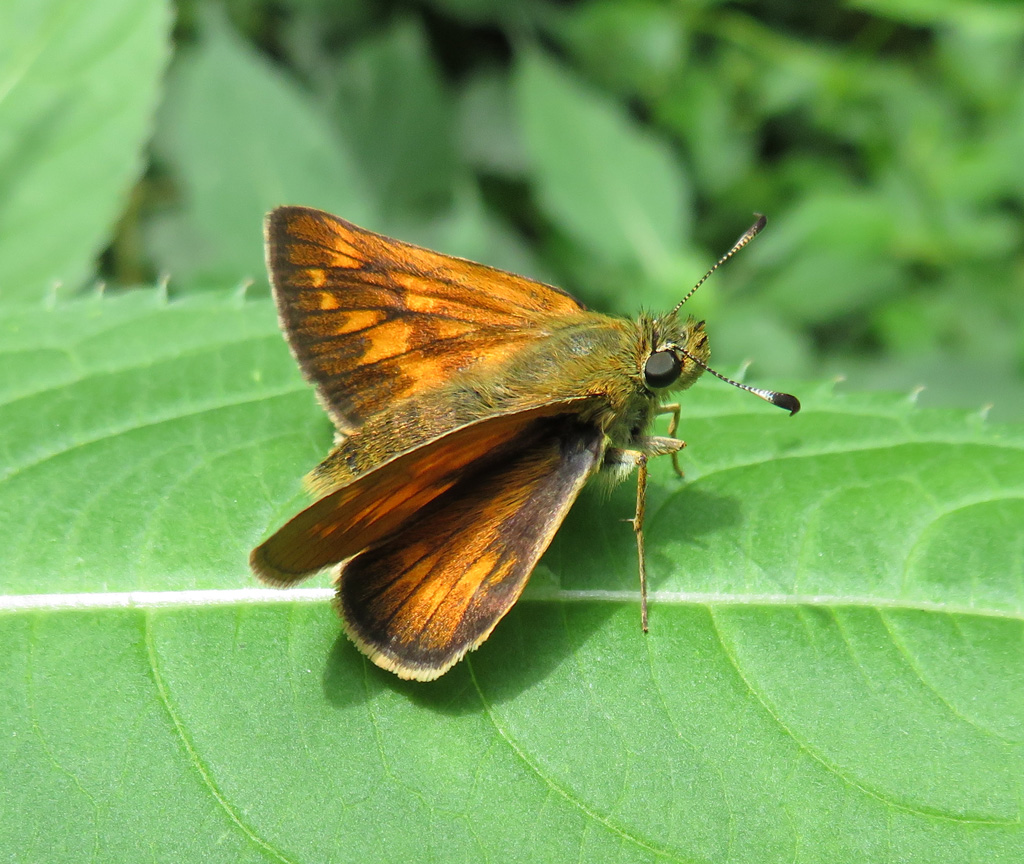 Ochlodes sylvanus  - Rostfarbiger Dickkopffalter. 