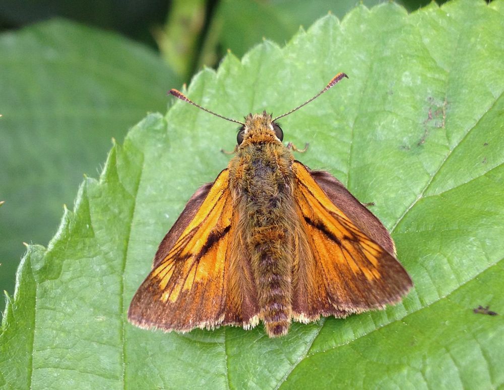 Ochlodes sylvanus (Rostfarbiger Dickkopffalter)