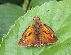 Ochlodes sylvanus (Rostfarbiger Dickkopffalter)