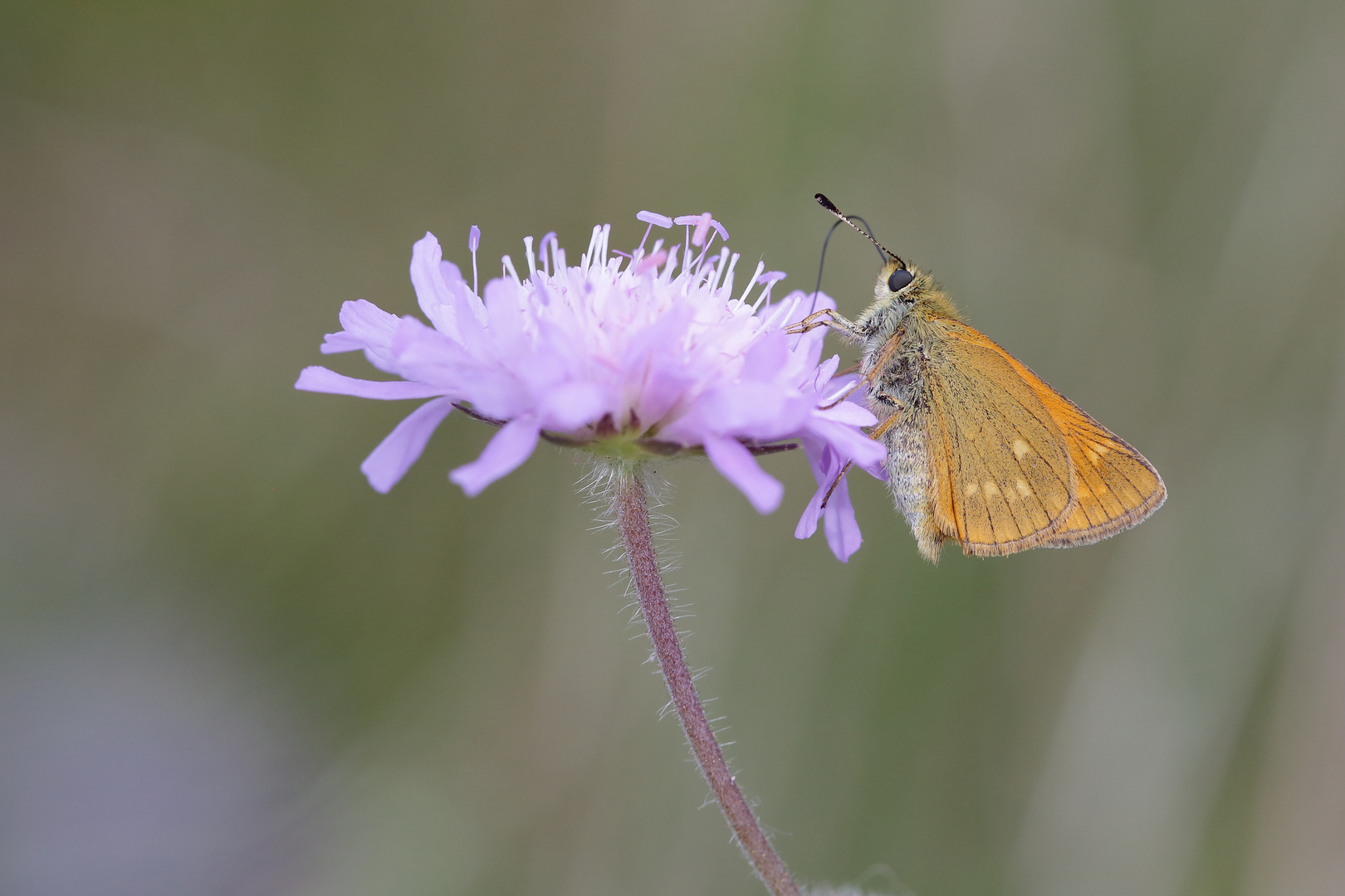 Ochlodes sylvaus - Rostfarbener Dickkopffalter 