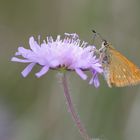 Ochlodes sylvaus - Rostfarbener Dickkopffalter 