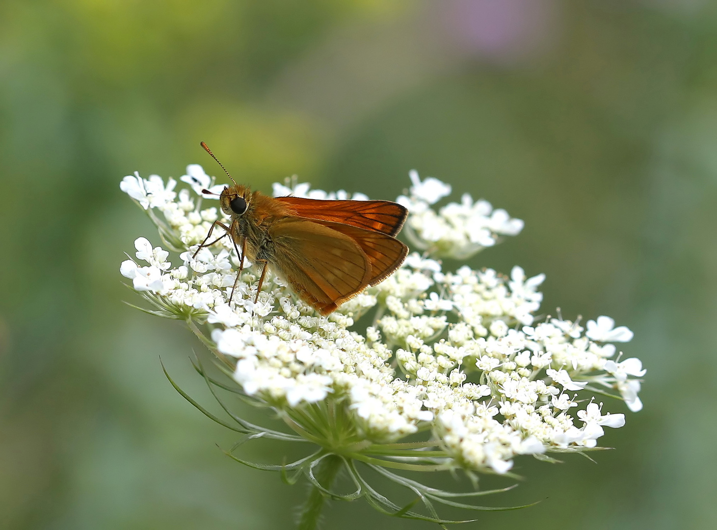 Ochlodes venatus