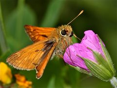 Ochlodes venatus - der Rostfarbige Dickckopffalter