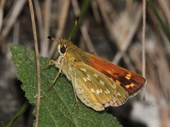 Ochlodes venatus, der Rostfarbige Dickkopffalter