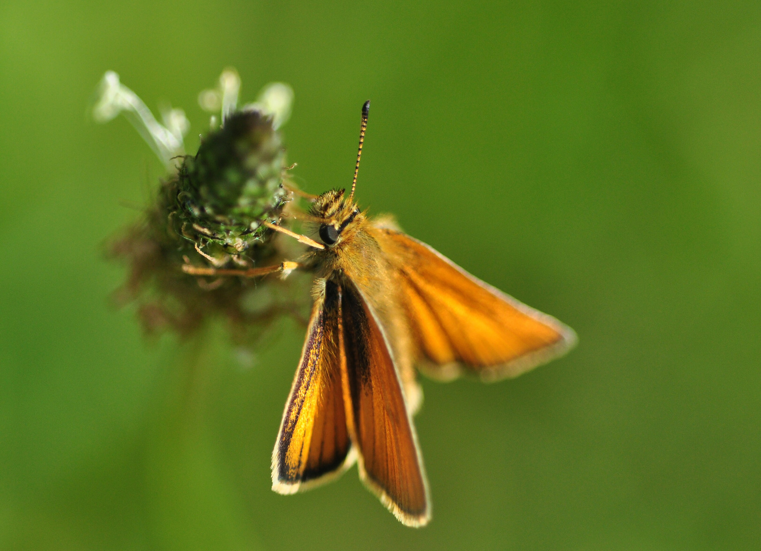 Ochlodes venatus (sollte es sein)