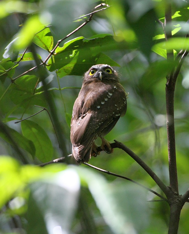 Ochre-bellied Boobook