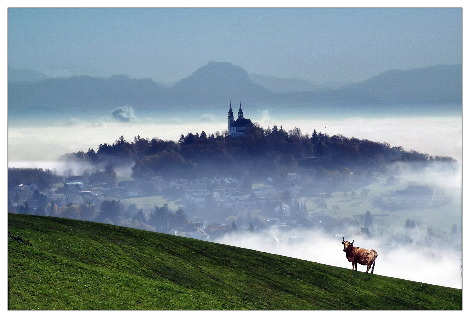 Ochs am Berg .