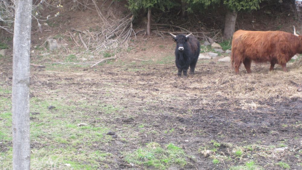 Ochse Foto & Bild tiere, natur Bilder auf