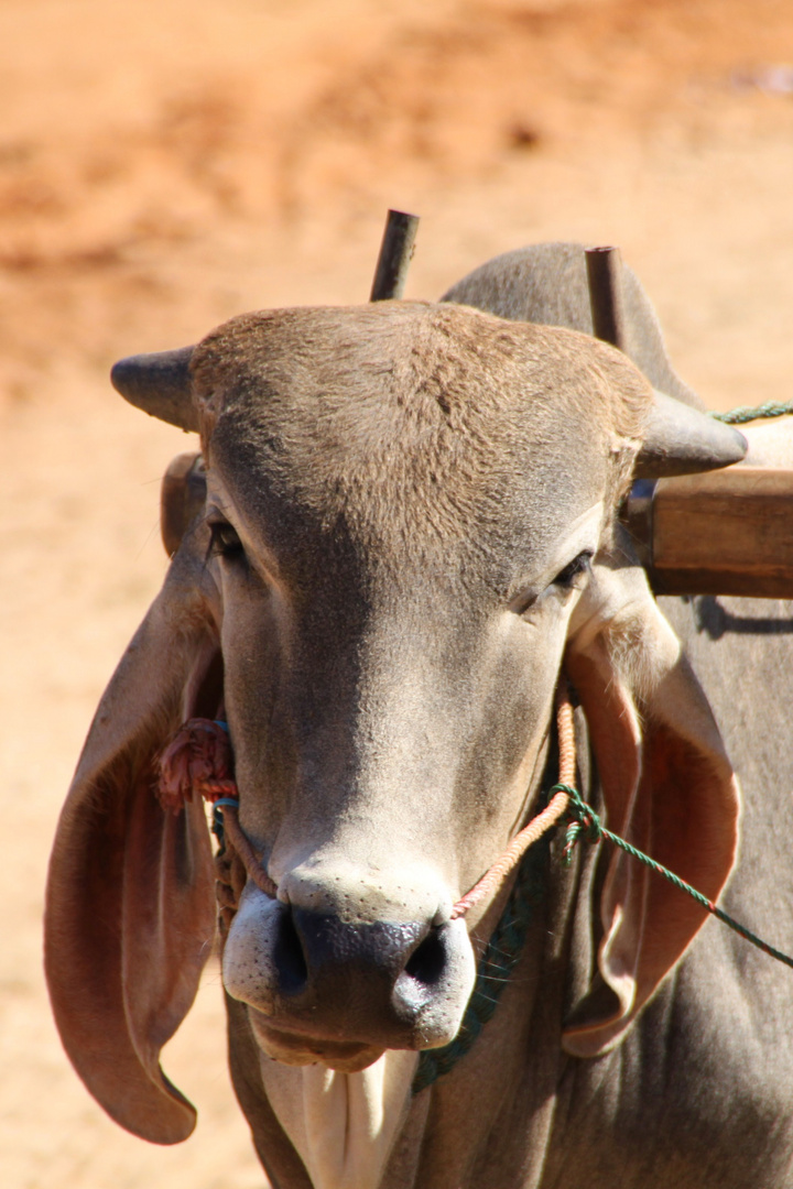 Ochse - Portrait