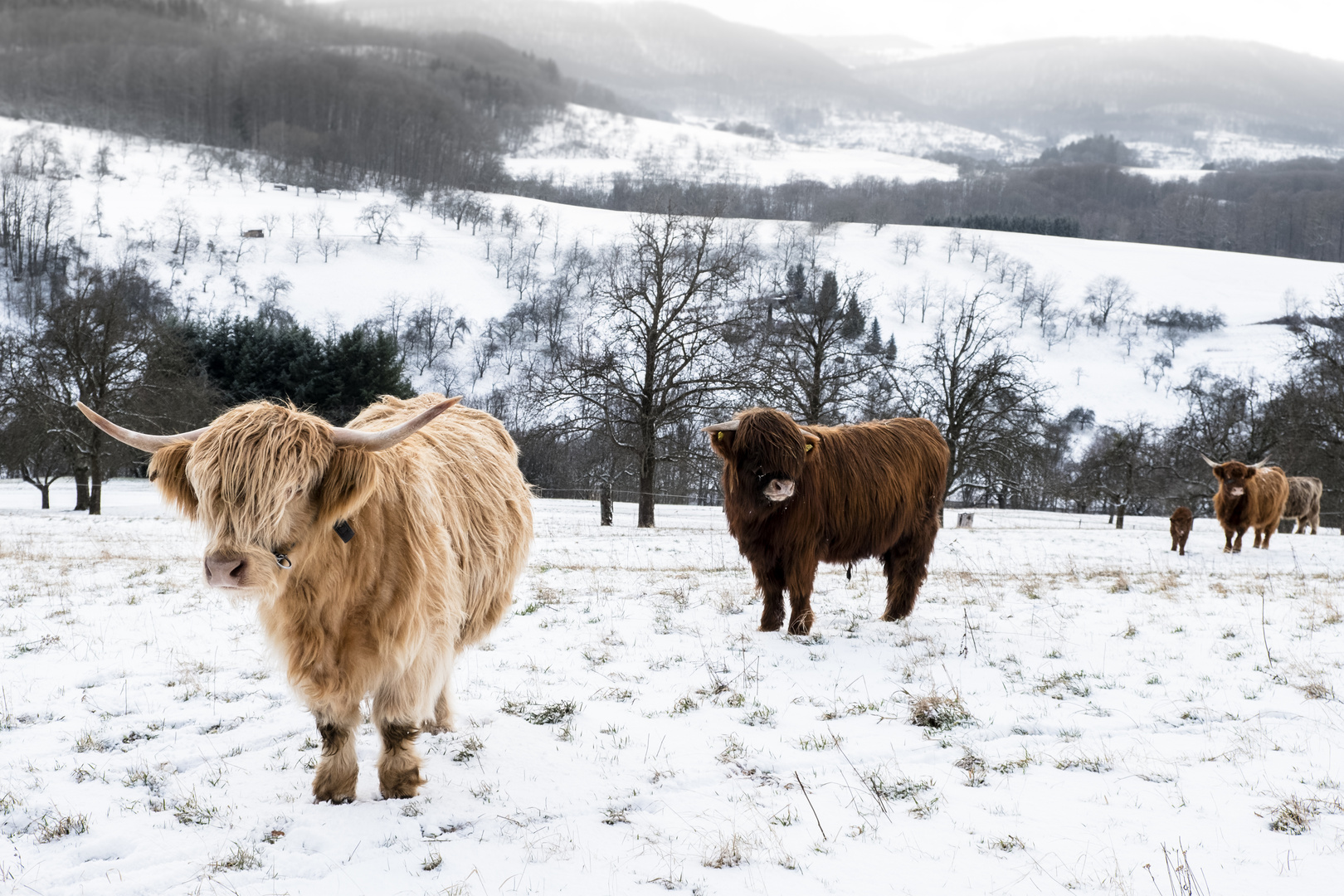 Ochsen im Schnee