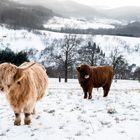 Ochsen im Schnee