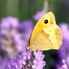 Ochsenauge am Lavendel