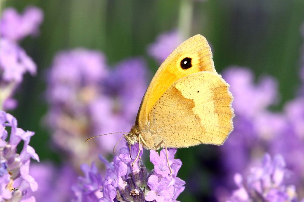 Ochsenauge am Lavendel