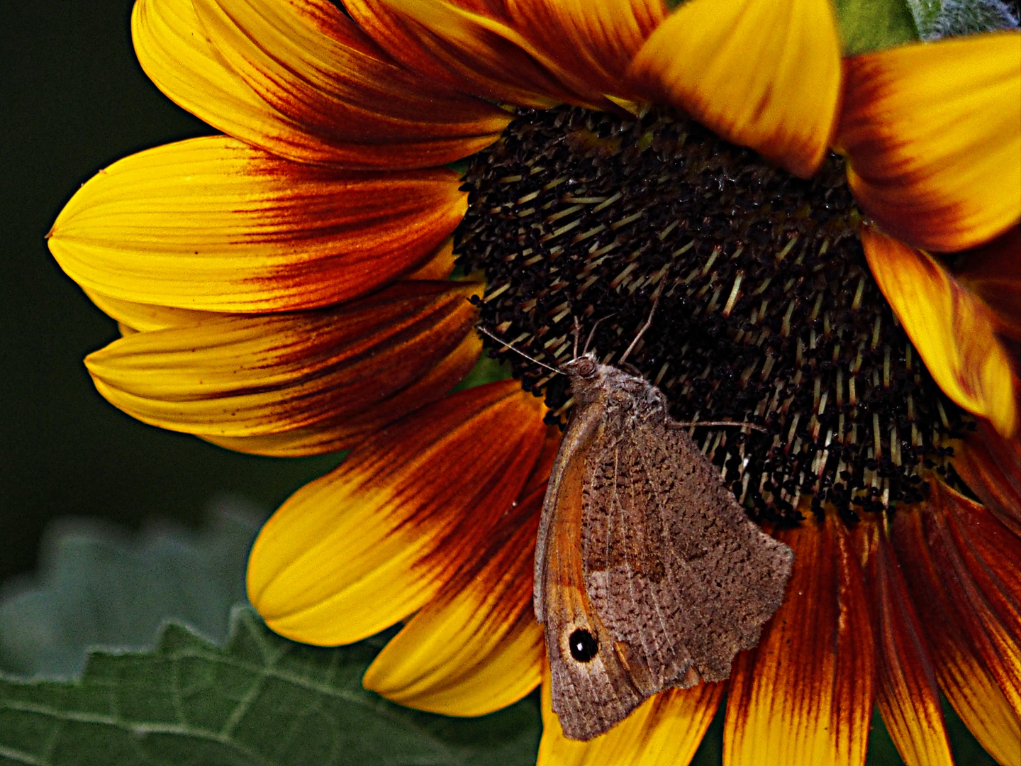 Ochsenauge an der Sonnenblume