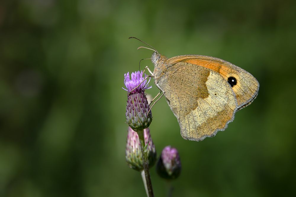 Ochsenauge an Distel