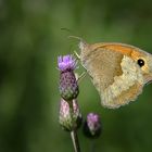 Ochsenauge an Distel