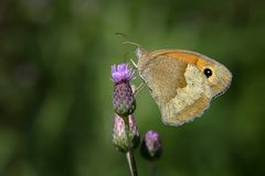 Ochsenauge an Distel