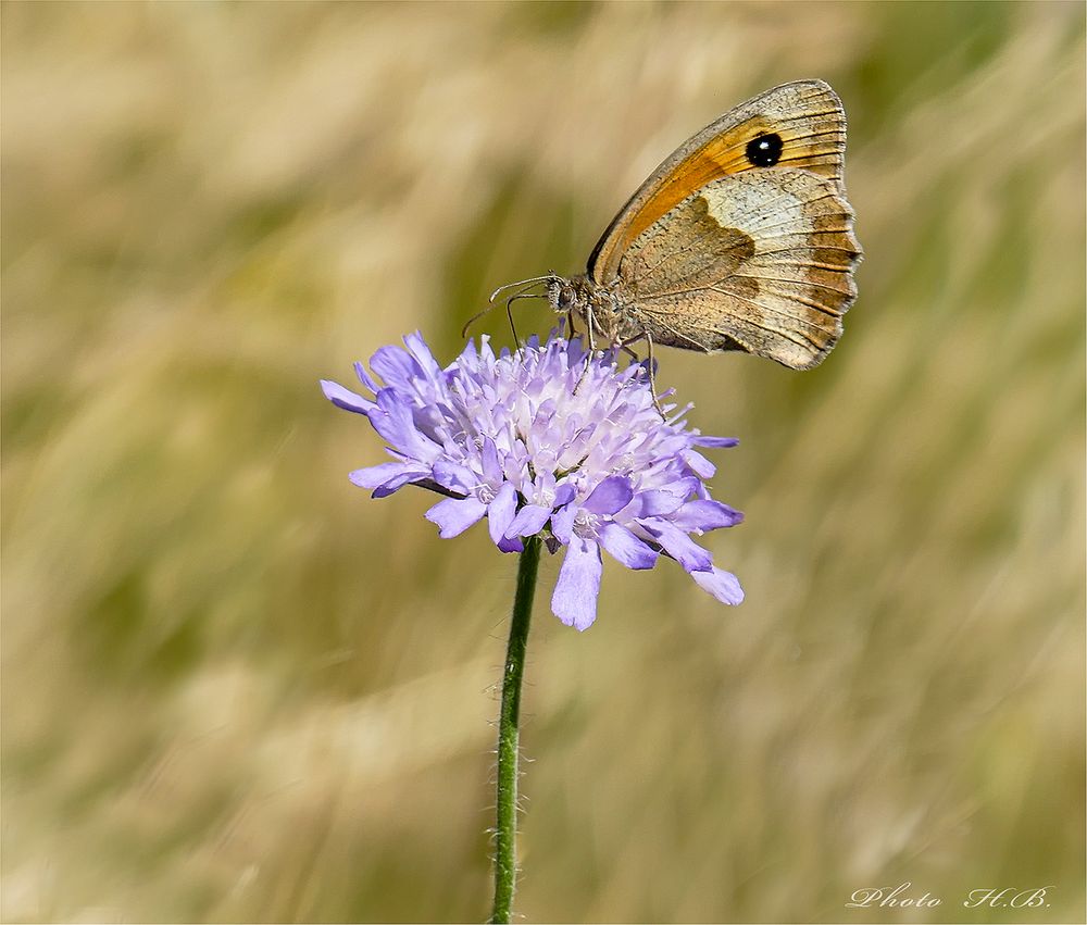 Ochsenauge auf blauer Witwenblume