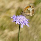 Ochsenauge auf blauer Witwenblume