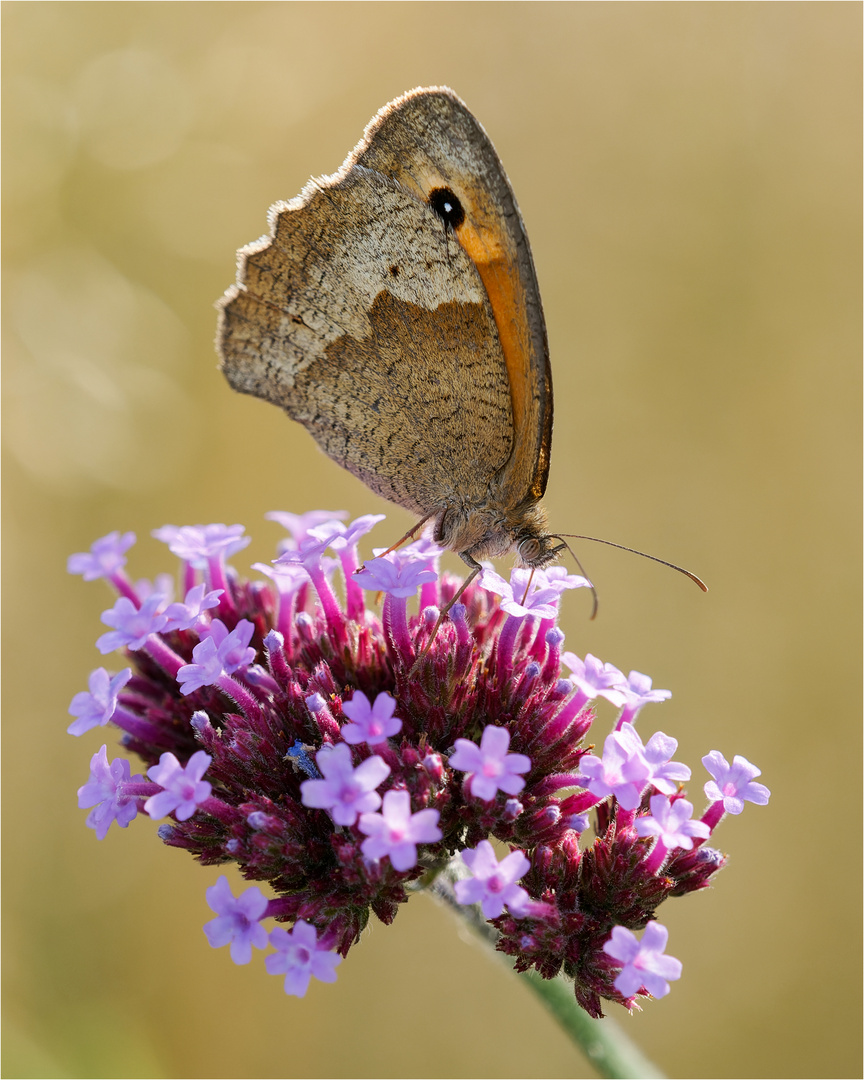 Ochsenauge auf Buddleja Blüte  .....