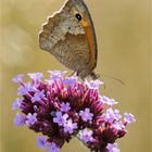 Ochsenauge auf Buddleja Blüte  .....