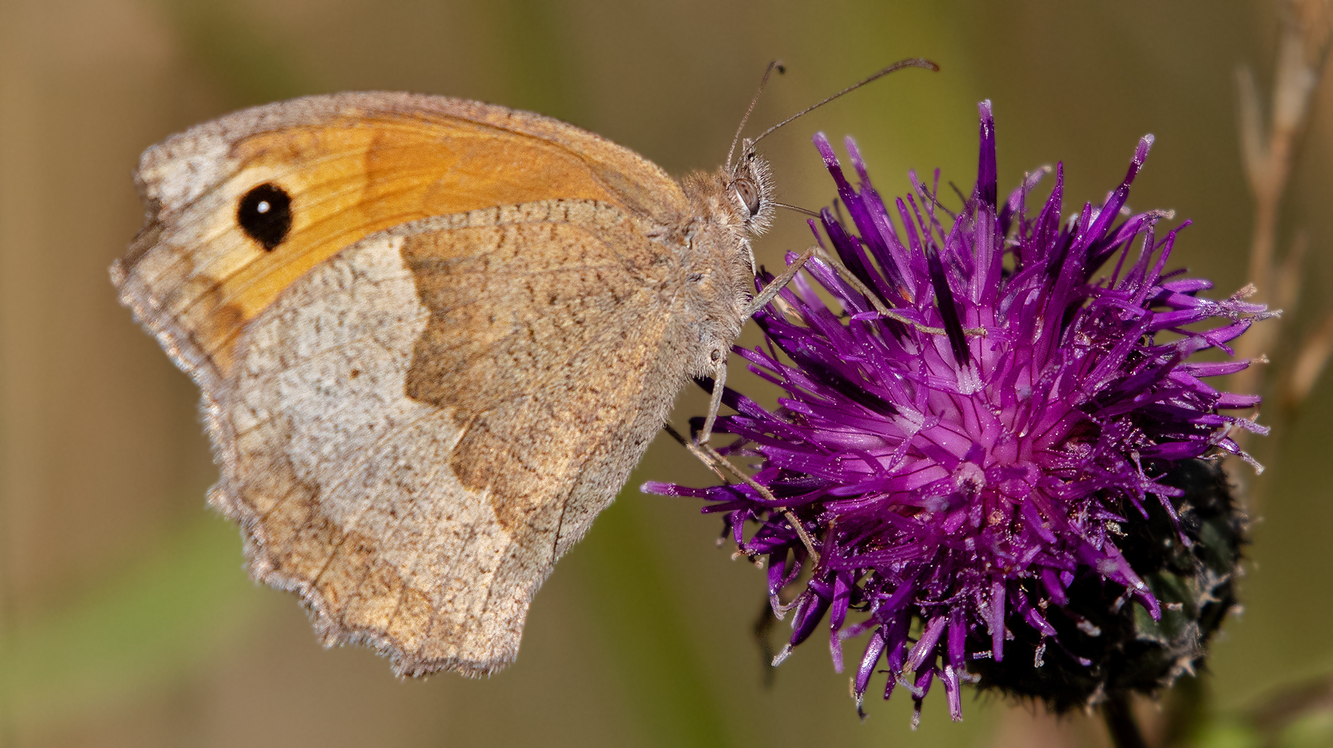 Ochsenauge auf Distelblüte 002