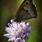 Ochsenauge auf eine Acker-Witwenblume