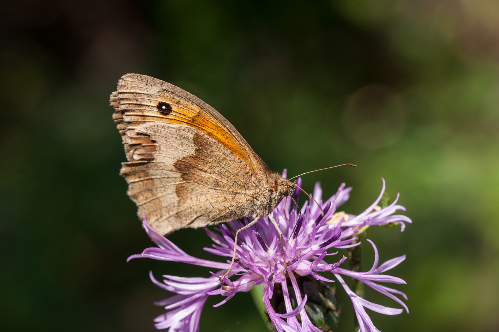 Ochsenauge  auf Flockenblume