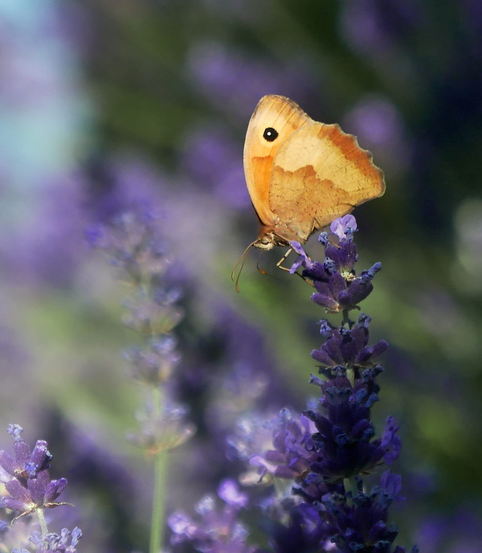 Ochsenauge auf Lavendel