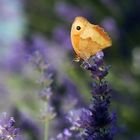 Ochsenauge auf Lavendel