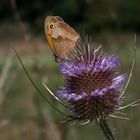 Ochsenauge auf wilder Karde