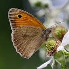 Ochsenauge beim Brombeerenbestäuben