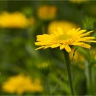 Ochsenauge (Buphthalmum salicifolium).