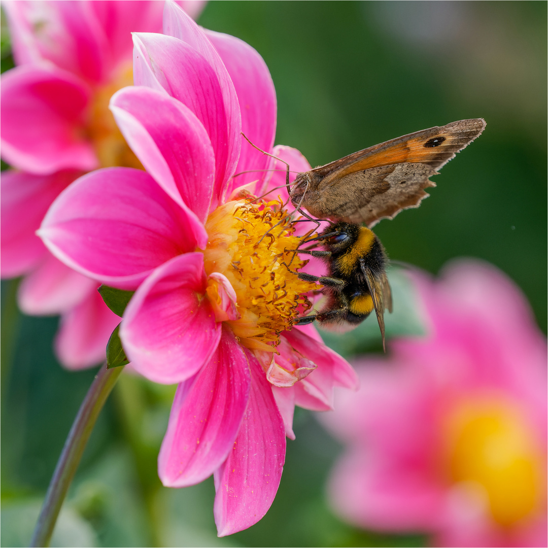 Ochsenauge & Gartenhummel friedlich nebeneinander .....