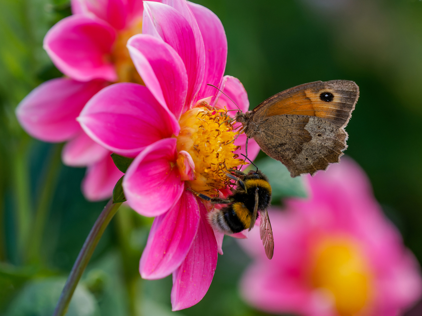 Ochsenauge & Gartenhummel friedlich nebeneinander  .....