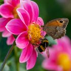 Ochsenauge & Gartenhummel friedlich nebeneinander  .....