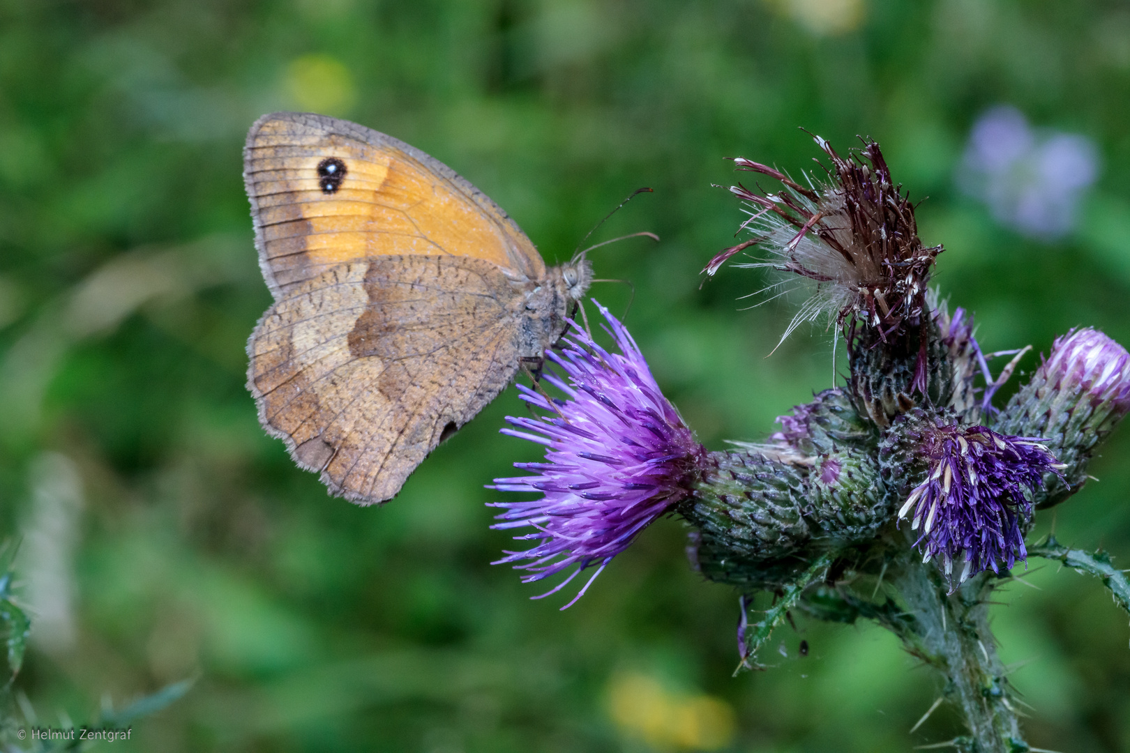 Ochsenauge I - Schmetterlinge im Thüringer Wald