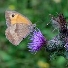 Ochsenauge I - Schmetterlinge im Thüringer Wald