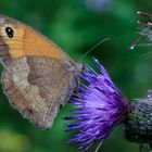 Ochsenauge II - Schmetterlinge im Thüringer Wald