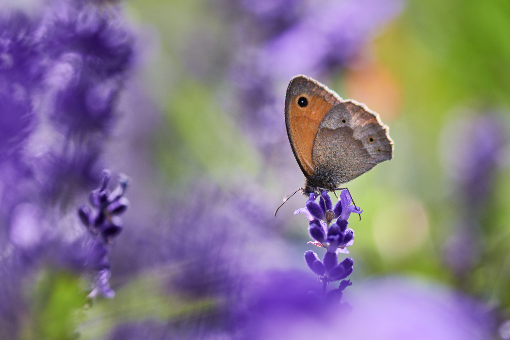 Ochsenauge in violett