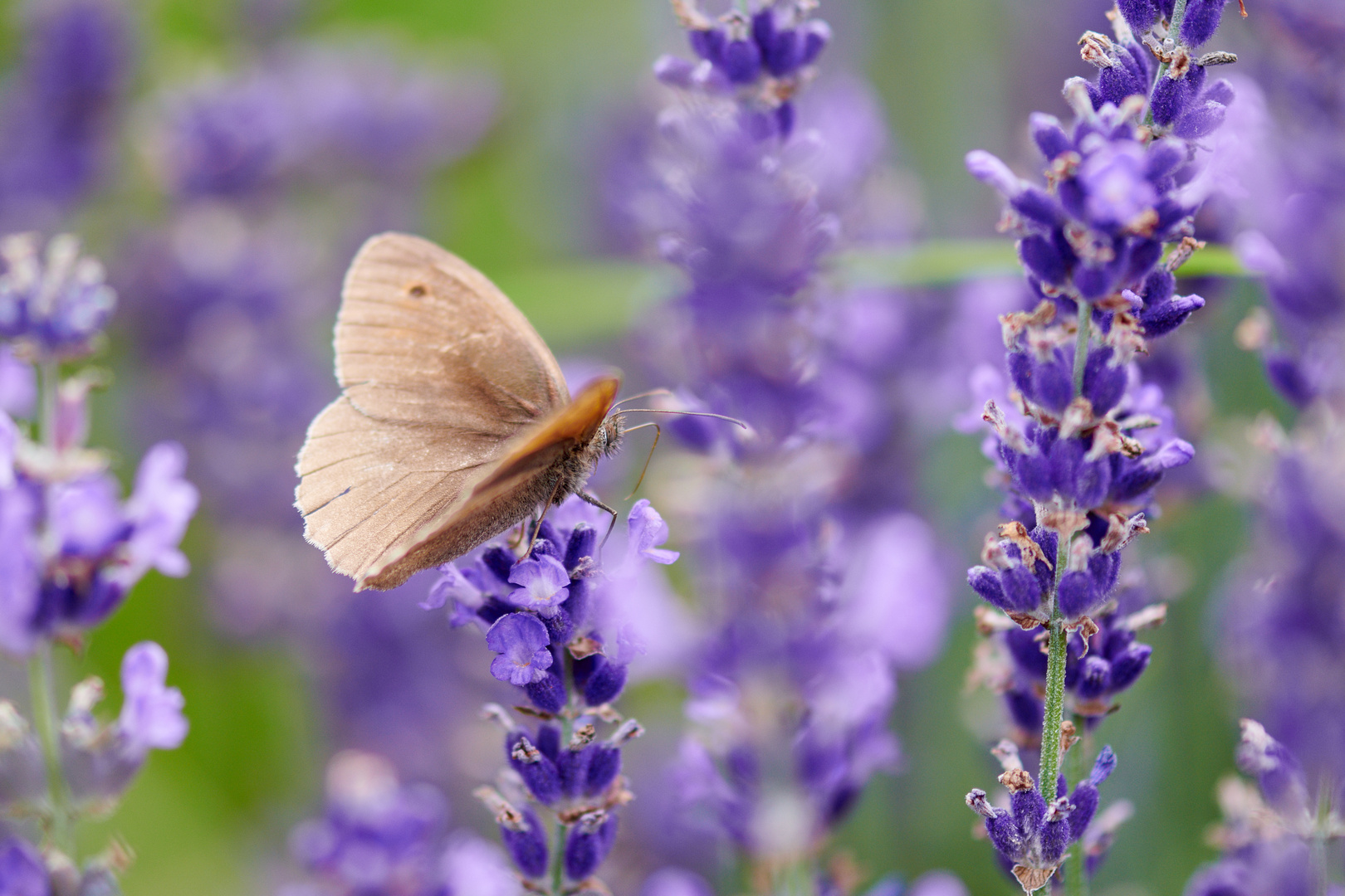 Ochsenauge in violett III